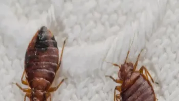 وسط إهمال عصابة الحوثي .. حشرة “الكتن” تتسبب بإغلاق عشرات المساجد في صنعاء