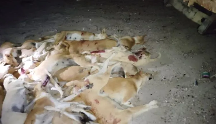 القضاء على أعداد كبيرة من الكلاب الضالة ضمن حملة رسمية بحضرموت القضاء على أعداد كبيرة من الكلاب الضالة ضمن حملة رسمية بحضرموت