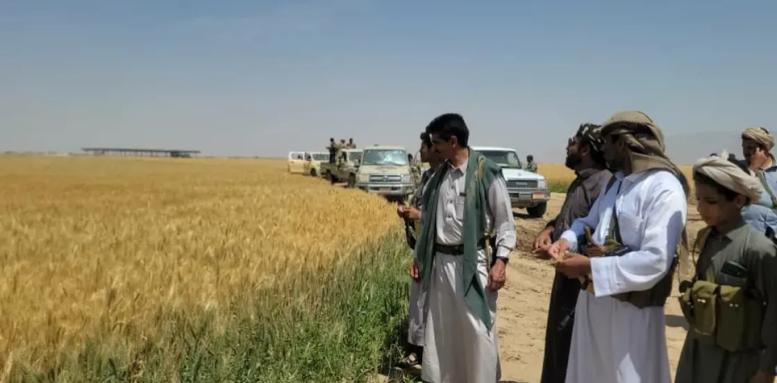 الجوف.. قيود حوثية تخنق مزارعي القمح وتكدس محاصيلهم