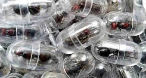 إحباط محاولة تهريب 2000 نملة من كينيا