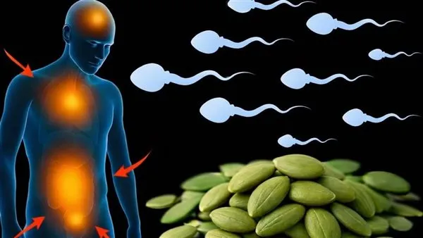 تجديد شباب المثانة والبروستاتا: وصفات طبيعية فعالة تتصدرها بذور اليقطين