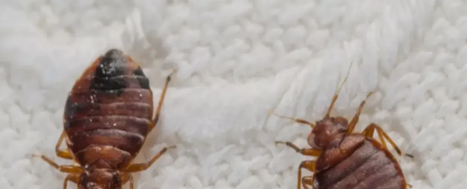 وسط إهمال عصابة الحوثي .. حشرة “الكتن” تتسبب بإغلاق عشرات المساجد في صنعاء وسط إهمال عصابة الحوثي .. حشرة “الكتن” تتسبب بإغلاق عشرات المساجد في صنعاء