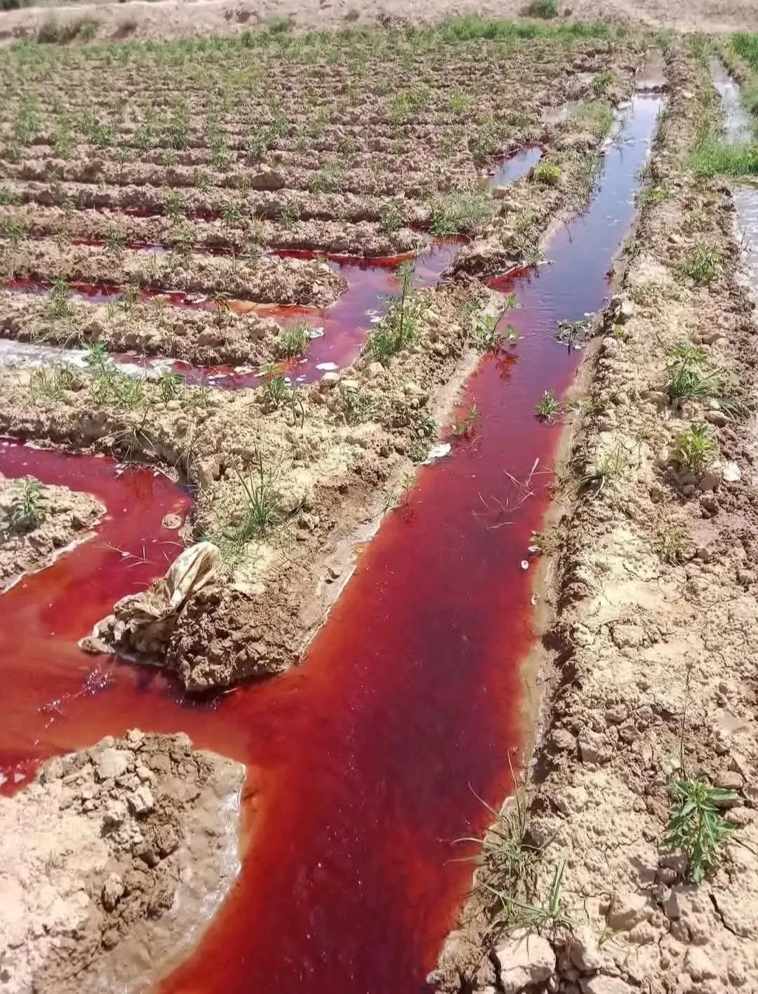 تحذيرات صحية في اليمن: استخدام عشوائي للأسمدة الزراعية وسط اتهامات بإدخال كيماويات محرمة دولياً