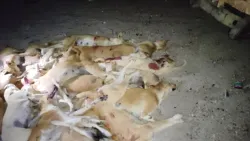 القضاء على أعداد كبيرة من الكلاب الضالة ضمن حملة رسمية بحضرموت