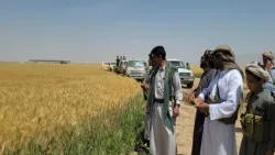 الجوف.. قيود حوثية تخنق مزارعي القمح وتكدس محاصيلهم
