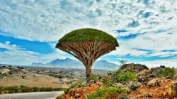 اللجنة الأمنية بسقطرى تفرض قبضتها الأمنية وتمنع المظاهرات دون تصاريح رسمية