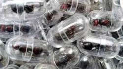 إحباط محاولة تهريب 2000 نملة من كينيا